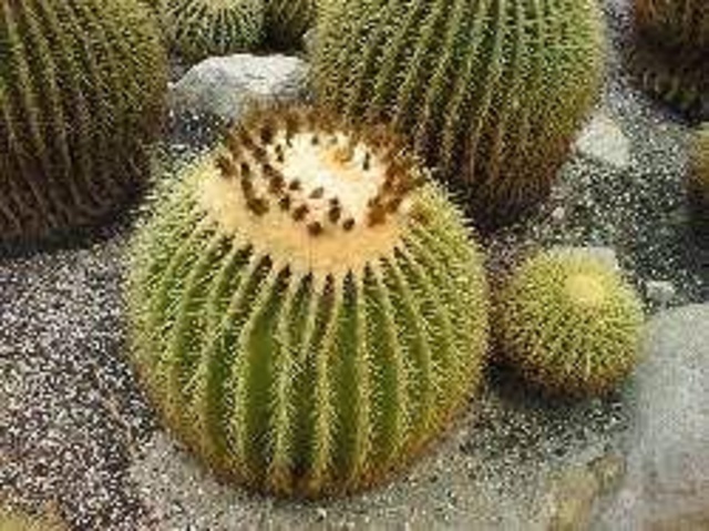 職員による植物うんちく語り2025「サボテン・多肉植物 解説」
