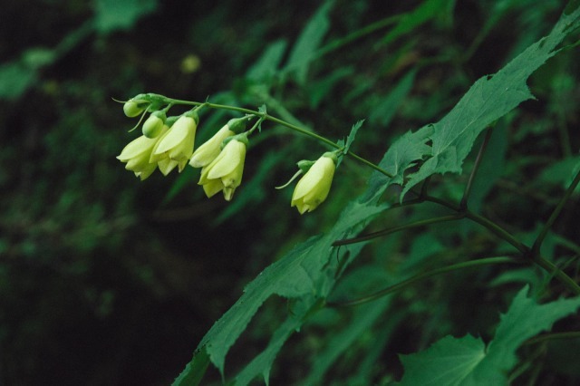 「幸せを得る」花、キレンゲショウマに会いに行く夏の黒岳登山