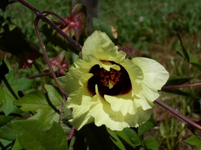 [Flowers in Full Bloom] Nishikori Park Cotton Flowers