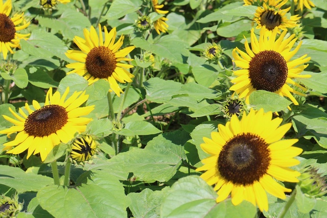 Awaji Island National Akashi Kaikyo Park Sunflower Picking Experience