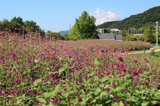 Awaji Island National Akashi Kaikyo Park - Sen Nishikou Flower Picking Experience