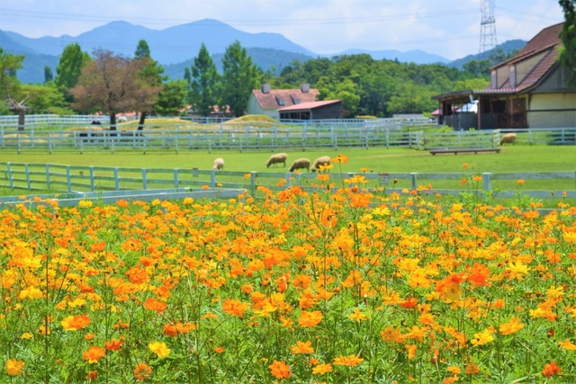[Flowers - Best Viewing] Shiga Agricultural Park Blume no Oka Yellow Cosmos