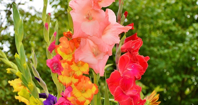[Flowers in Bloom] Shiga Agricultural Park Blueme Hill Gladiolus