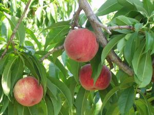 Asamaen Peach Picking