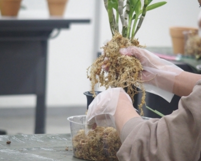 Orchid Class