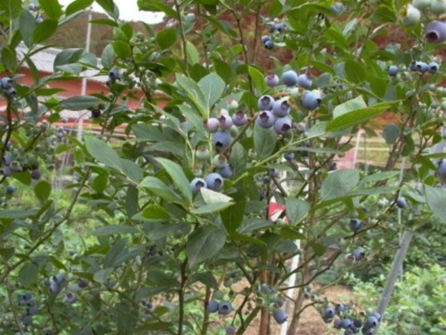 Shidehara Blueberry Farm Blueberry Picking