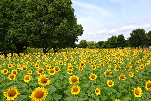 Expo Memorial Park Sunflower Festival