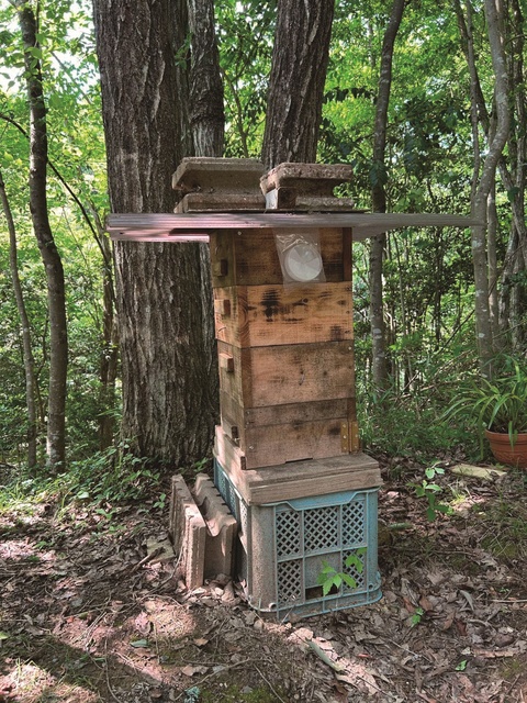 Nara Satoyama SUMMER Campaign 2025! Honey Harvesting and Pound Cake Making