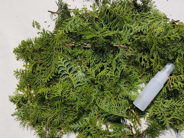 Nara Satoyama SUMMER Campaign 2025 - Let's make refreshing water with Tawara's Hinoki