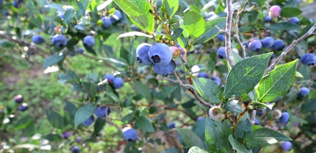 Enjoy with the Family! Blueberry Harvest Experience
