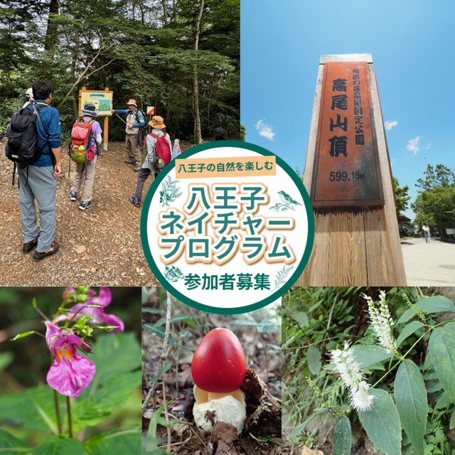 ハイキングガイドツアー「秋の草花を探して」