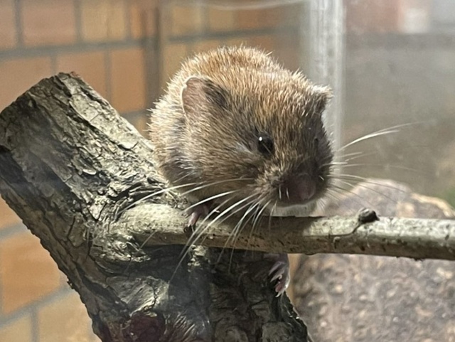 Let's meet the creatures of Mt. Rokko