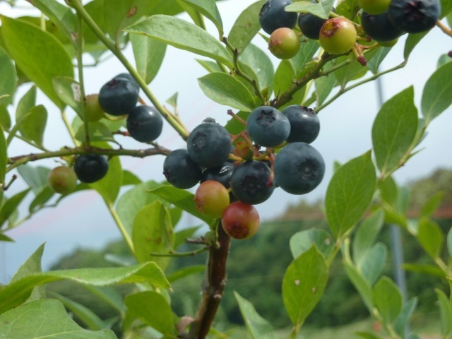 Blueberry Festa
