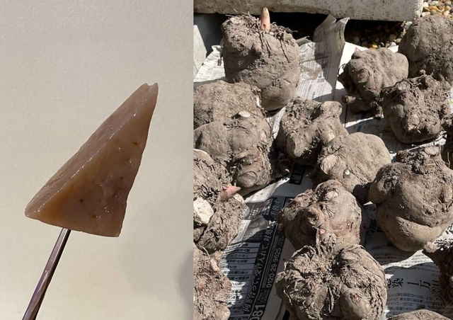 Nara Satoyama SUMMER Campaign 2025! Make wobbly konjac with your own hands