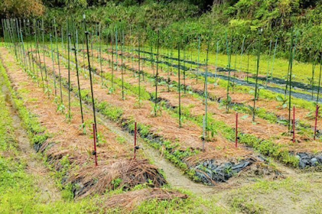 Nara Satoyama SUMMER Campaign 2025! Seasonal Vegetable Harvest Experience & Interesting Trivia Talk and Interaction Event