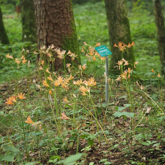 Nikko Botanical Garden Summer Guide Tour 2025