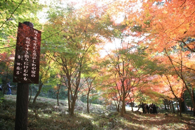 【紅葉・見ごろ】もみじ山