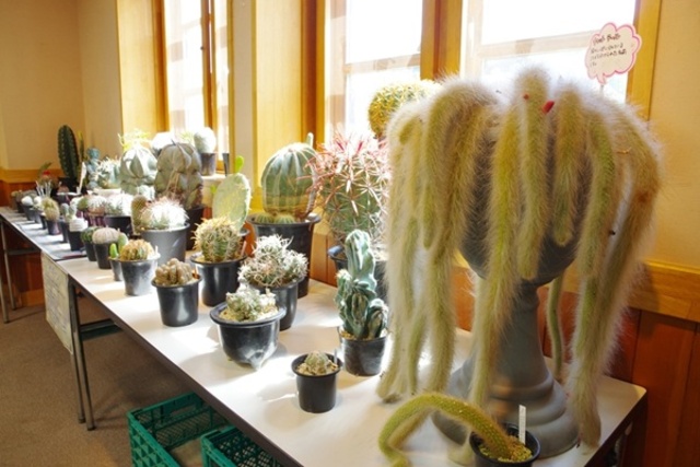 Funabashi Andersen Park 'Mystery of Succulent Plants Exhibition'