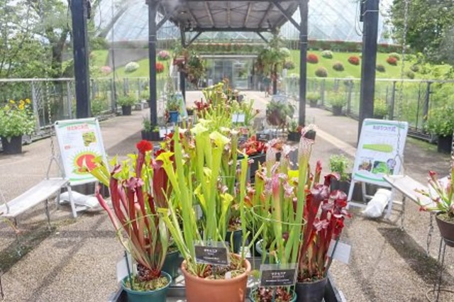 Carnivorous Plant Exhibition