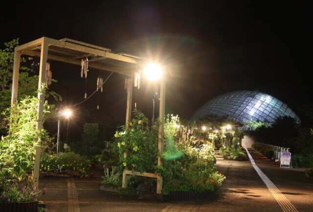 Night Creature Observation Event