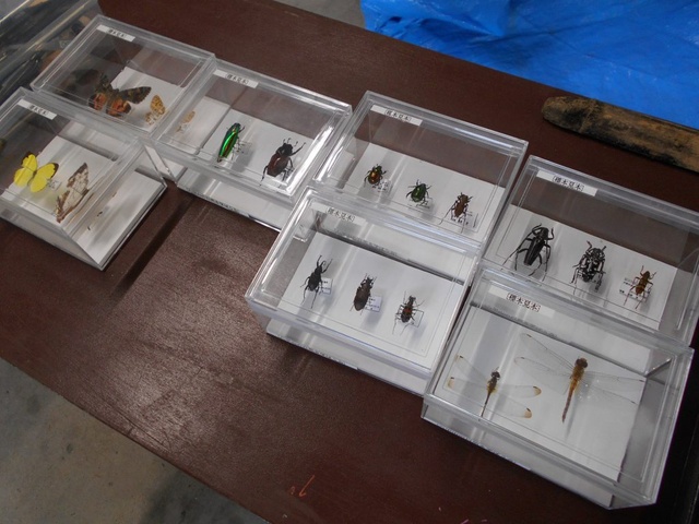 Gather 'round, animal lovers!! 'Insect Collecting and Specimen Making'