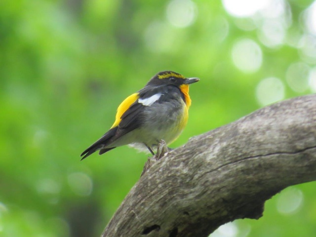 Early Morning Birdwatching Event & Regular Birdwatching Event