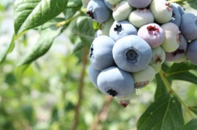 Numata City Tourist Blueberry Farm Open