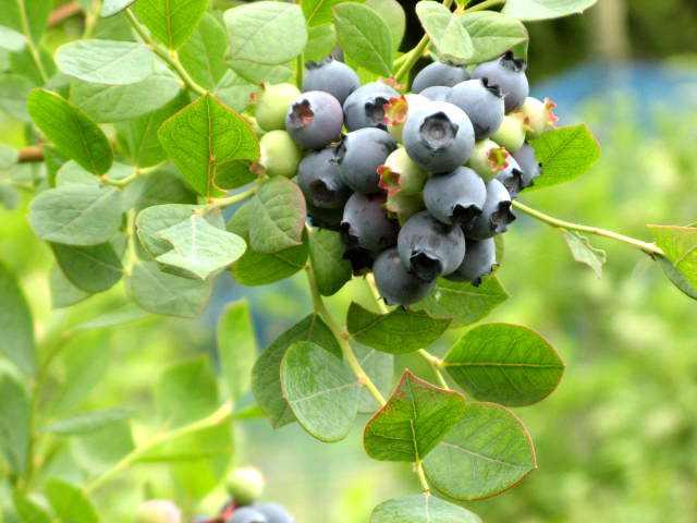 Hara Tourist Blueberry Farm Opening