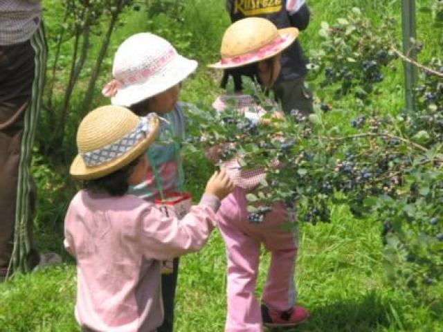 Michi no Eki Minami Haga Blueberry Garden Opening