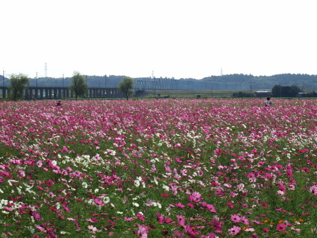 21st Yodaura Cosmos Festival