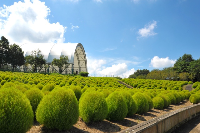 国営讃岐まんのう公園　サマーフェスタ
