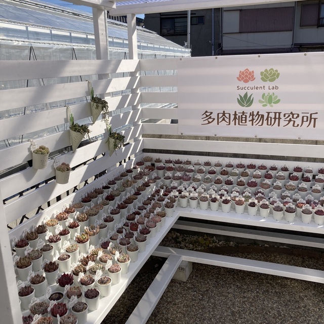 Calling all succulent plant lovers! The Succulent Plant Research Institute is coming!