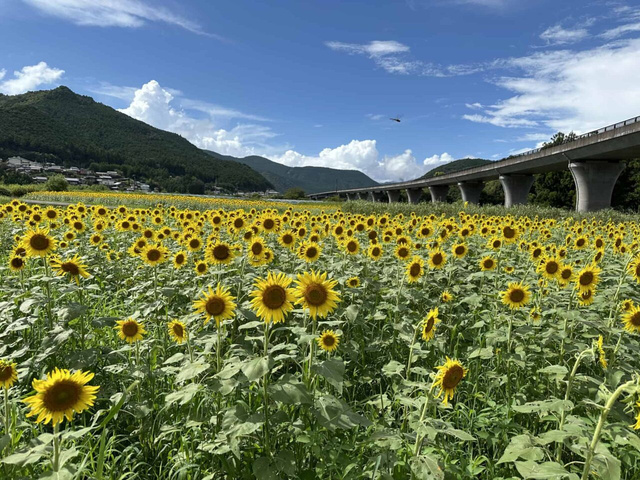 【花・見ごろ】復興のひまわり