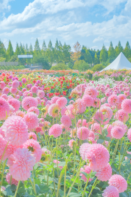 Dahlia and Garden Mum Festival