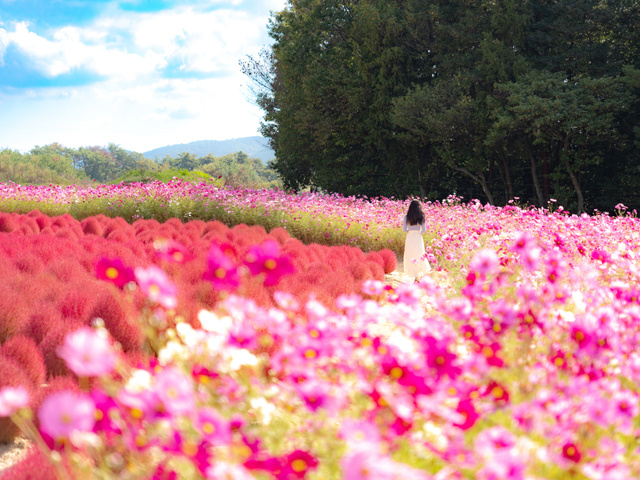 The Hill of Kochia and Cosmos