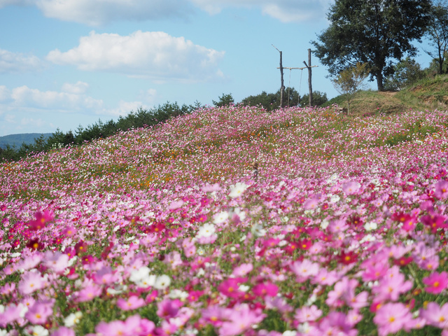 Autumn Flower Festival