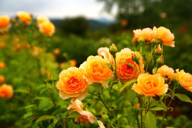 Rose & Flower Garden