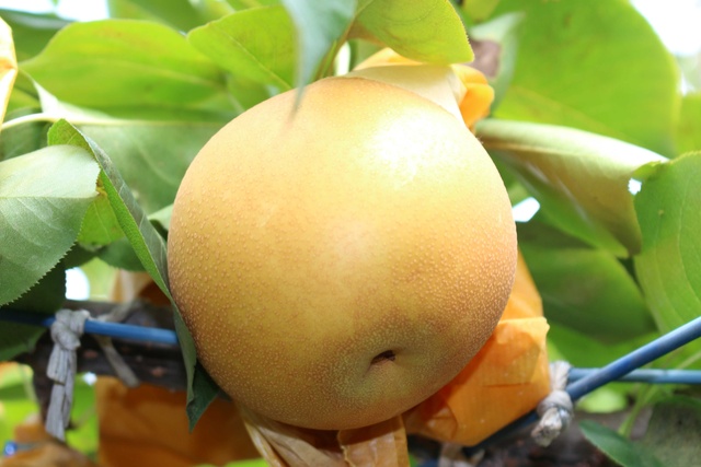 Nature Marriage Activities - Autumn Taste Pear Picking