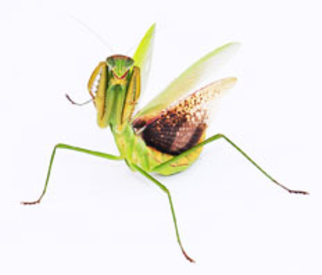 虫さがし「晩夏の昆虫」