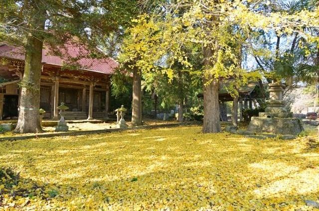 【紅葉・見ごろ】金剛寺大師堂