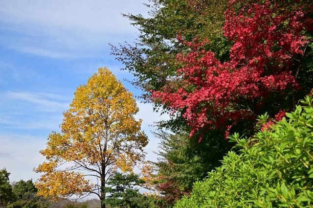 【紅葉・見ごろ】あつぎつつじの丘公園