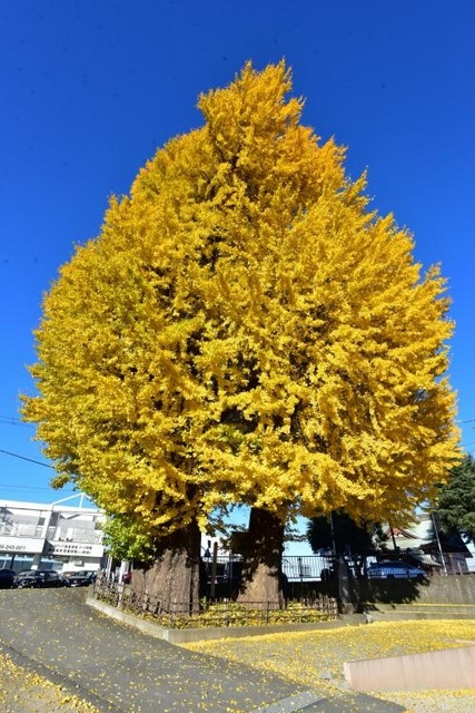 【紅葉・見ごろ】依知神社