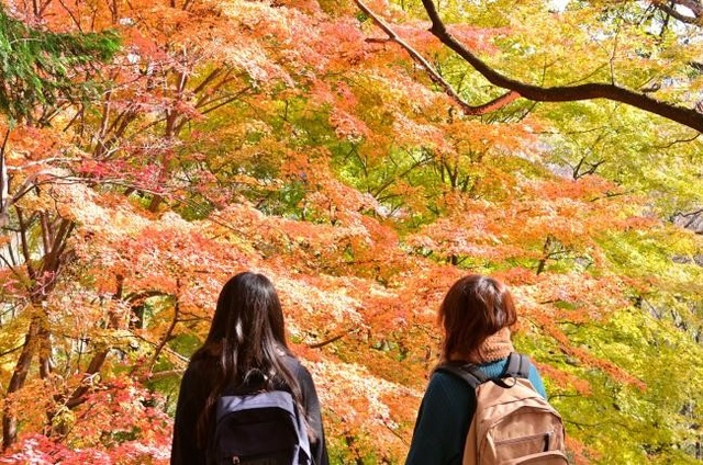 【紅葉・見ごろ】飯山白山森林公園
