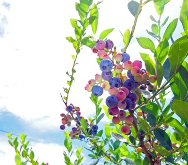 Berry Berry Farm Wakimachi Blueberry Picking