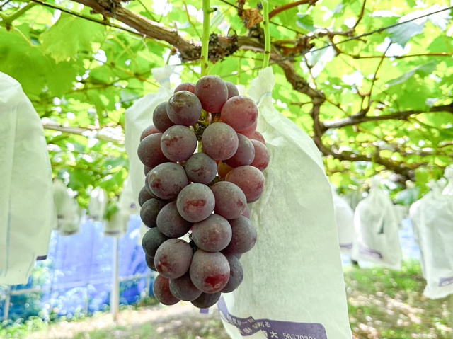 Gosho Tourism Association Grape Picking