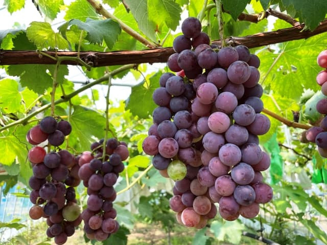 Arida Kyoho Village Grape Picking