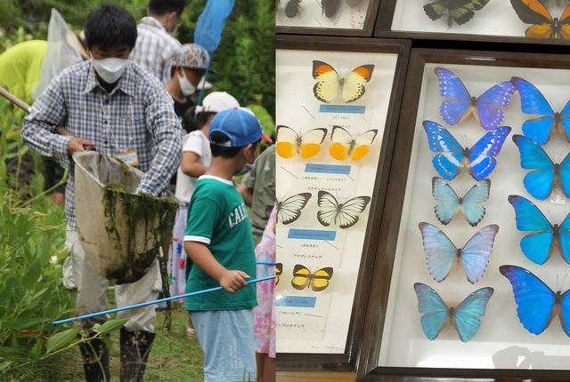 Professor Hirai's Wildlife Observation & Insect Specimen Workshop