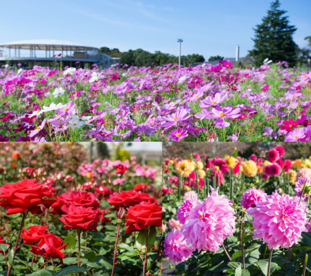 Nabana no Sato Dahlia, Cosmos, and Autumn Rose Festival