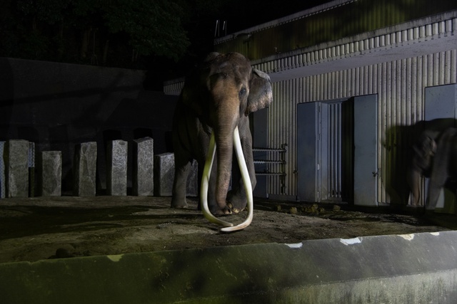 Yokohama Night Zoo 2025 - Night Kanazawa ZOO
