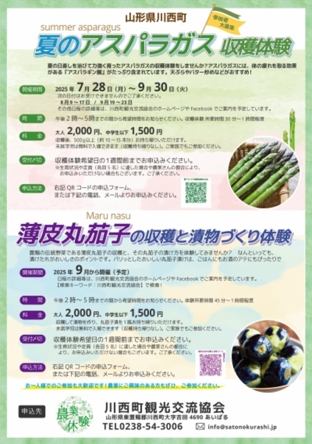 Summer Asparagus Harvest Experience (Kawanishi Town)